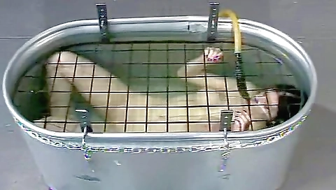 Insex 2001 09 11 101s Endurance Live Feed From June